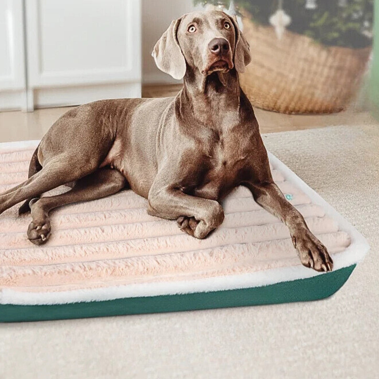 Coussin chien doux avec fermeture eclair